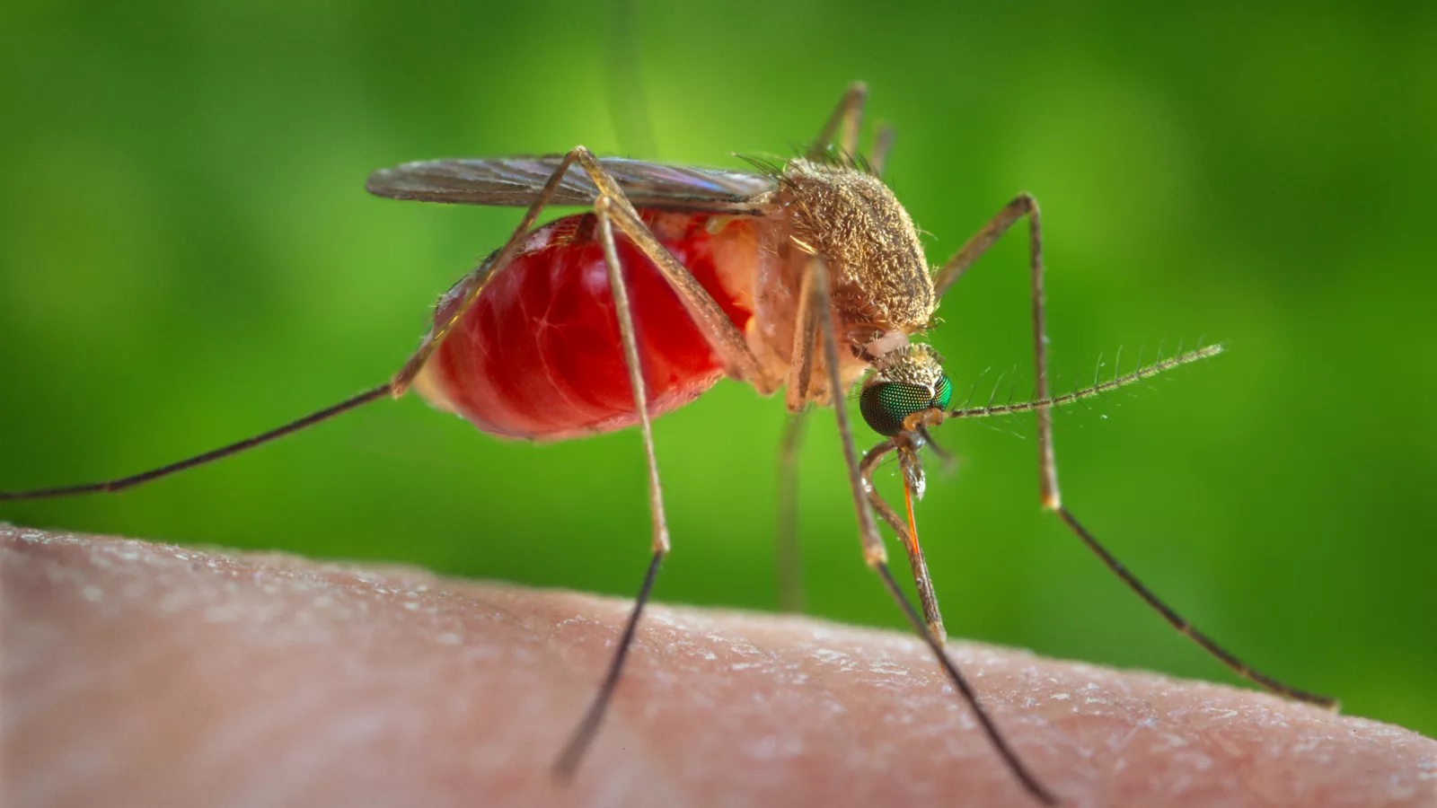 Fotografija: Culexquinquefasciatus.png. Ilustracija uz vest: U Srbiji registrovana 43 slučaja groznice Zapadnog Nila