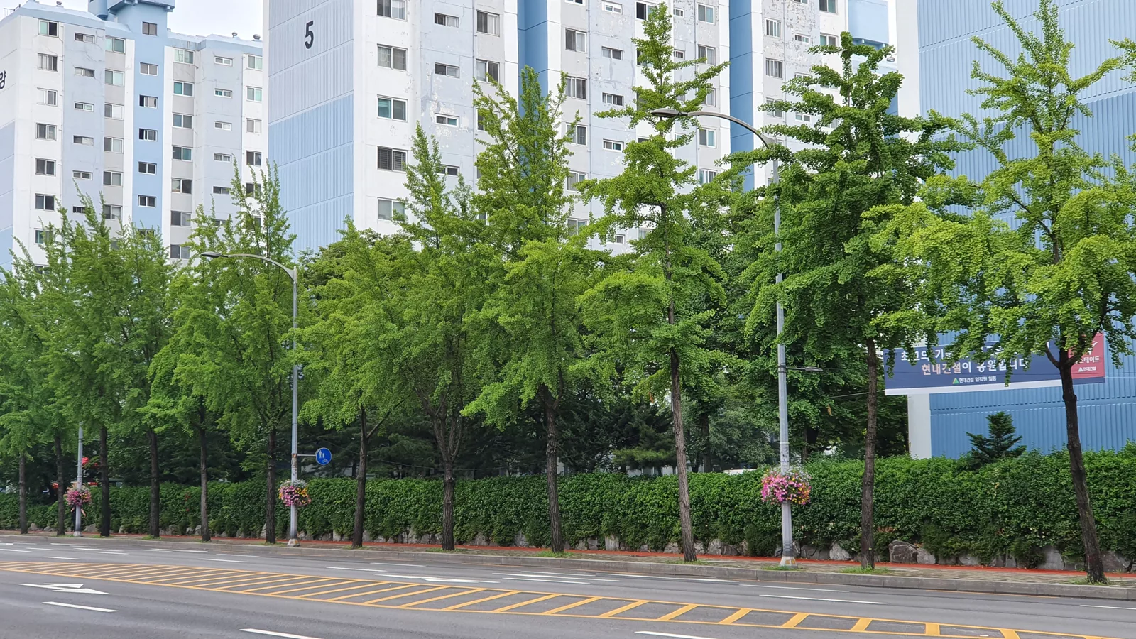 Ginkgo biloba in Seoul. Ilustracija uz vest: Stanovnici Seula pokušavaju da spasu stoletni ginko posle sumnje da je namerno oštećen