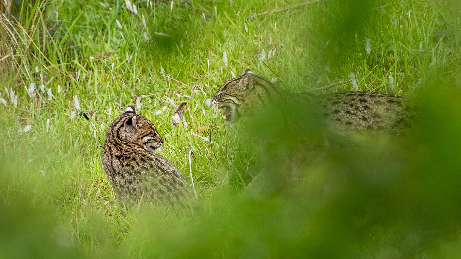 Fishing cat male and female.jpg. Ilustracija uz vest: Naučnici identifikovali novu vrstu divlje mačke, prvu posle više od jednog veka