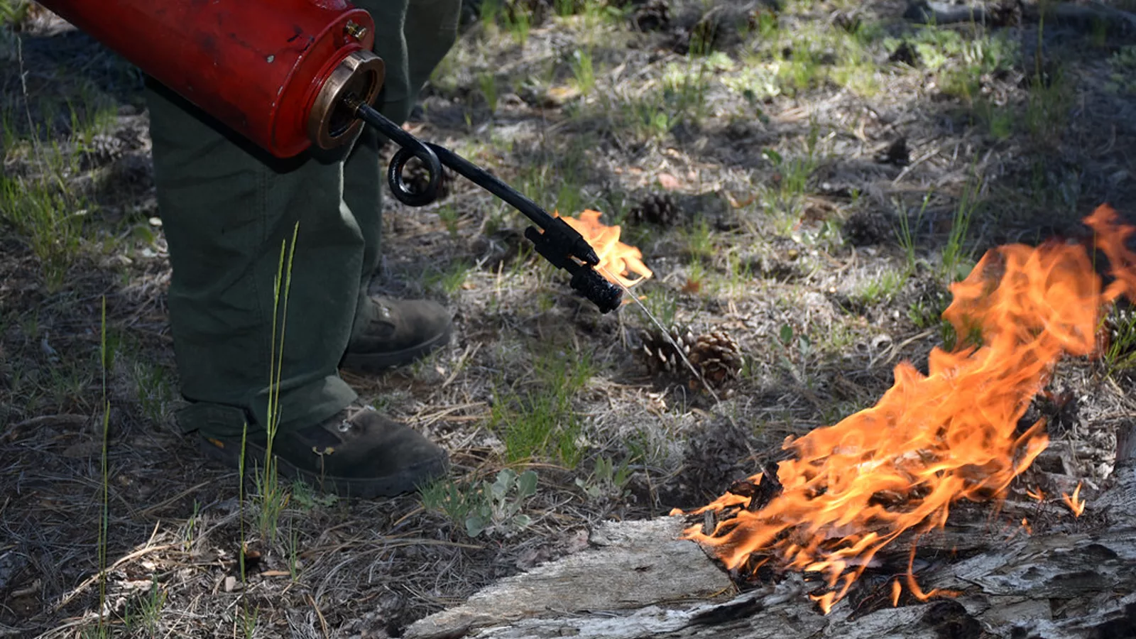 Reed Prescribed Fire 2019. Ilustracija uz vest: Šumski požar u centralnoj Kolumbiji ugrozio područje kod turističkog grada Villa de Leyva