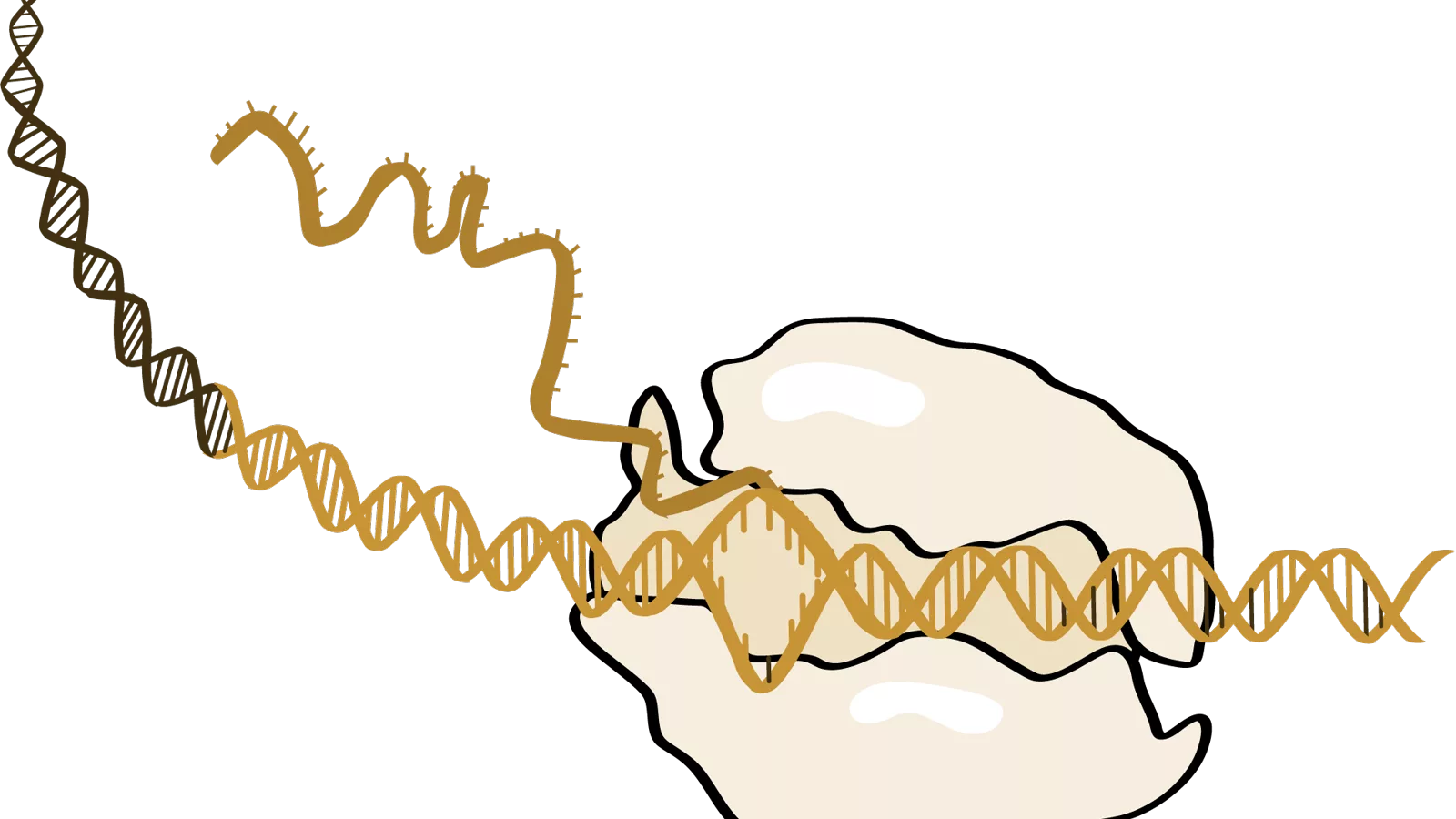 RNA Polymerase (NIH BioArt 729 - 791108).png. An illustration of RNA polymerase molecule, shown transcribing double stranded DNA into RNA.. Ilustracija uz vest: Nova tehnika mogla bi da ubrza razvoj RNA terapija