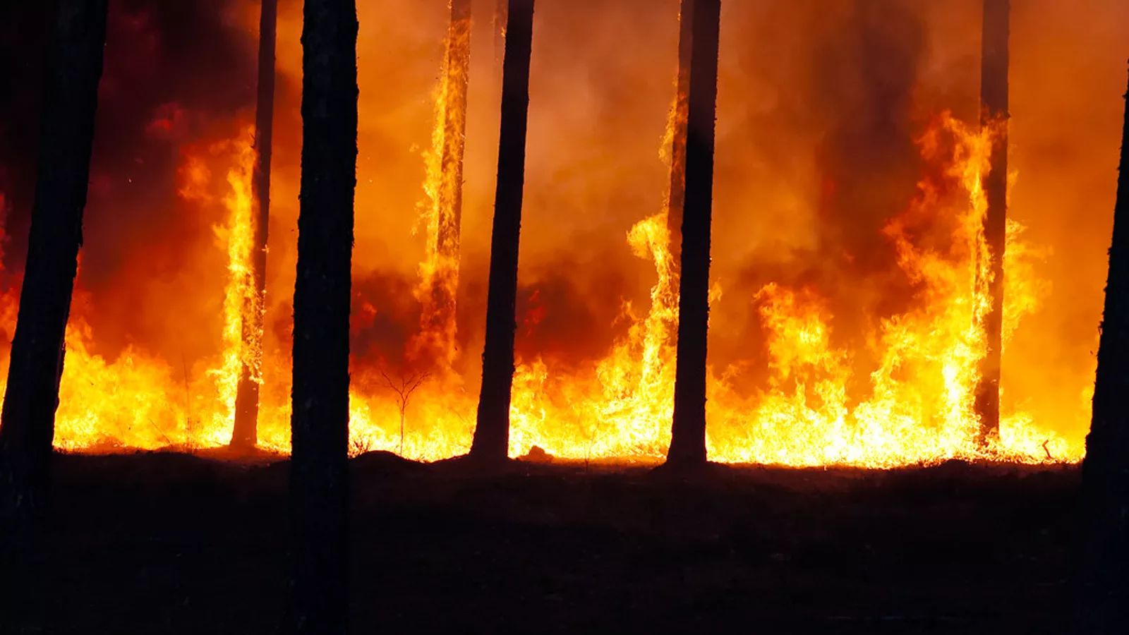 Fotografija: Forest fire. Ilustracija uz vest: Interpretable Patch-Based Deep Learning for Wildfire Spread Prediction from Ensemble Simulations