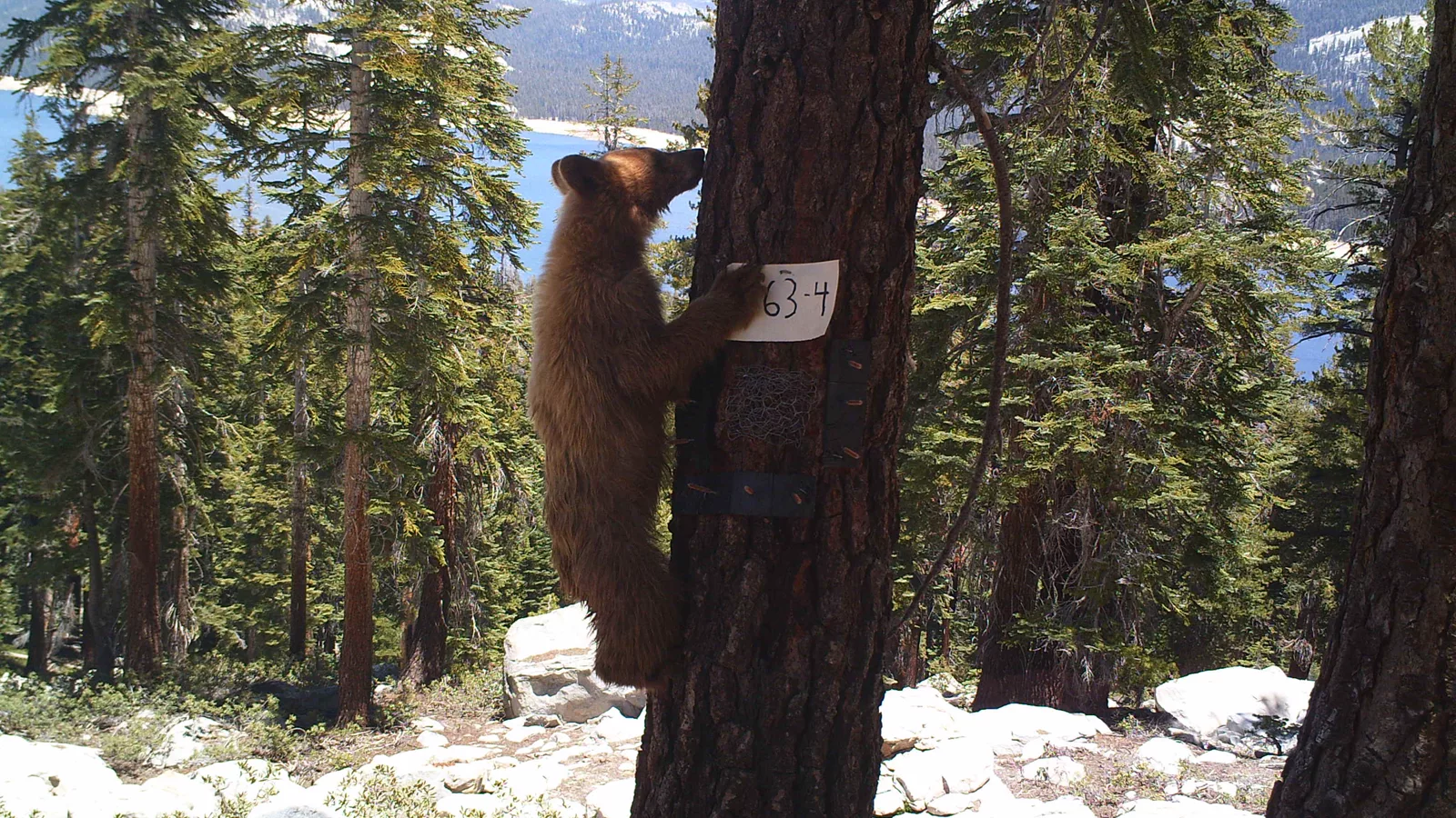 American black bear in California. Ilustracija uz vest: Crni medvedi sve češće ulaze u naselja oko Los Anđelesa: ljudi uče kako da žive uz njih