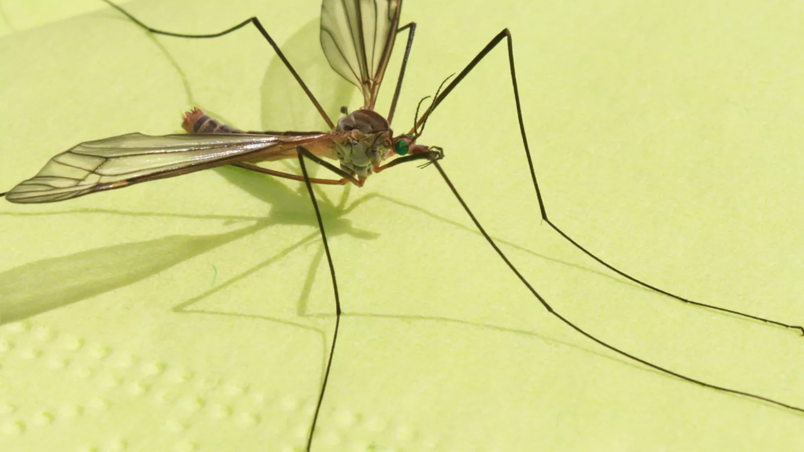 Giant-Mosquito-On-Table_Close-Up__52137. Ilustracija uz vest: Toplija Evropa produžava sezonu West Nile virusa u Italiji