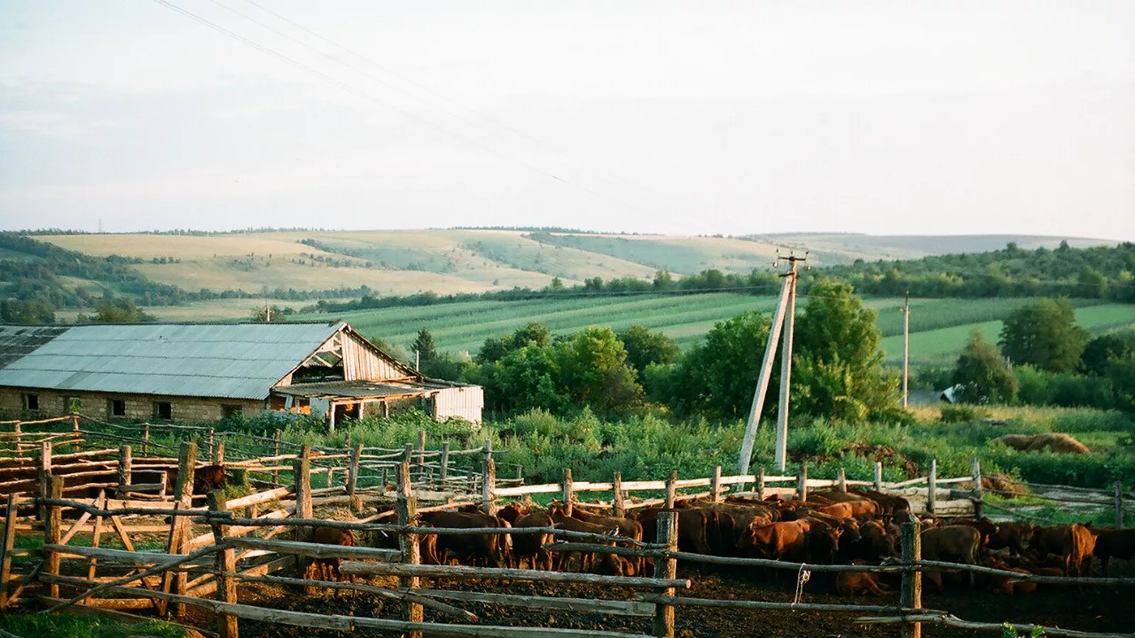 Neutralna fotografija govedarske farme. Ilustracija uz vest: EU odobrila 52 miliona evra rumunske pomoći stočarima zbog skupljeg goriva i đubriva