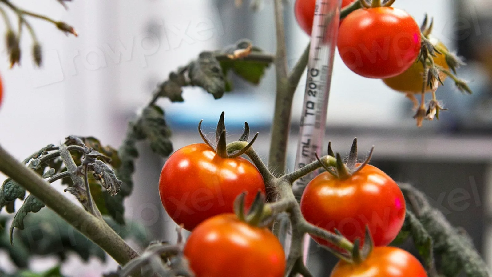 NASA fotografija biljaka paradajza u laboratoriji. Ilustracija uz vest: NASA izabrala nova istraživanja hrane i zdravlja za buduće ljudske misije u svemiru