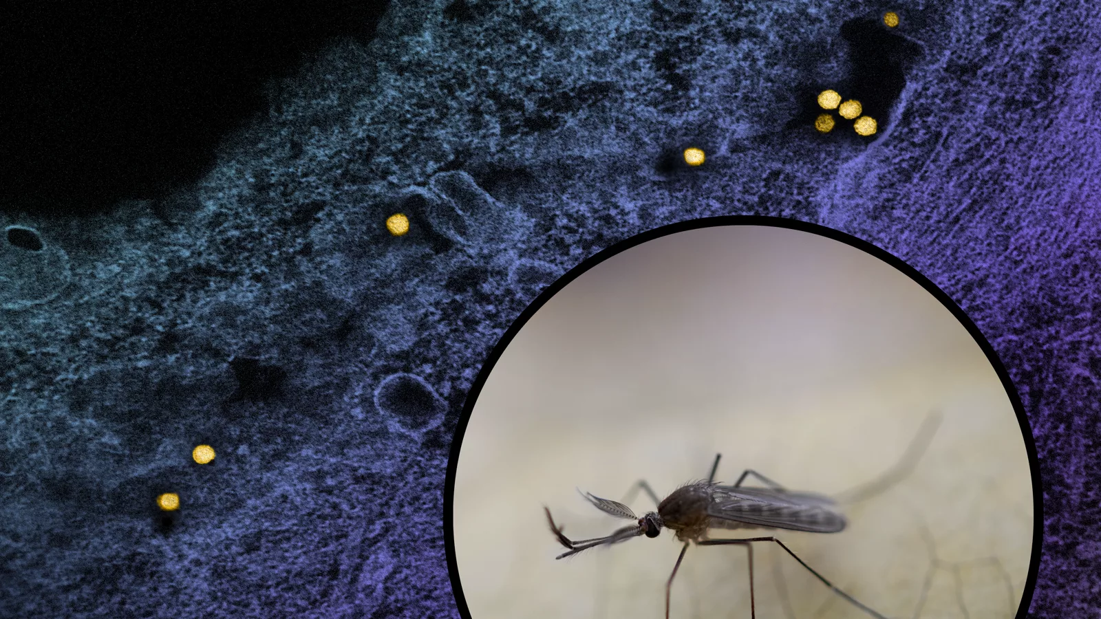 Culex Mosquito and Micrograph of West Nile Virus Particles. Ilustracija uz vest: Na Kosovu i Metohiji zabeležen prvi smrtni slučaj od virusa Zapadnog Nila