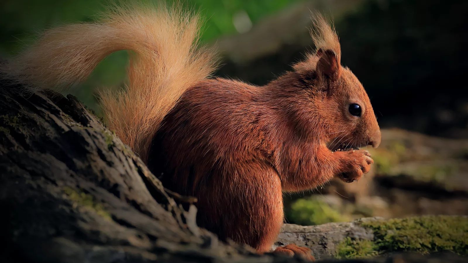 A red squirrel. Ilustracija uz vest: Crvene veverice u Britaniji pod pritiskom: kako su sive postale dominantne i zašto predstavljaju problem